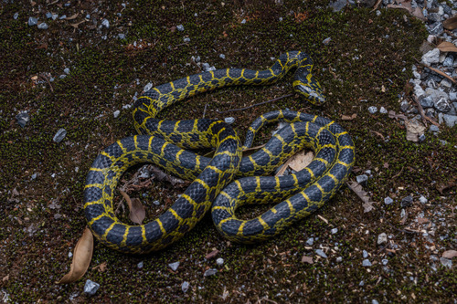 Big-tooth Snake