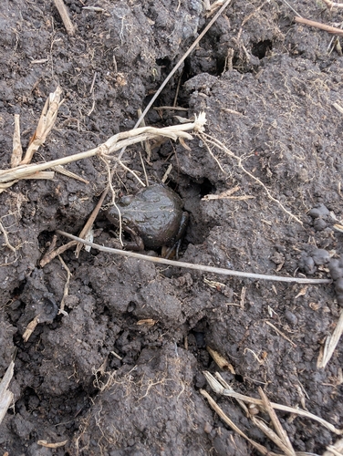 Spotted Marsh Frog