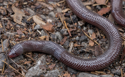 White-tailed Dibamid