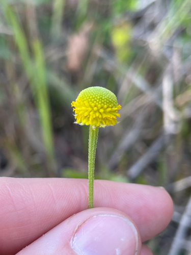 Helenium puberulum, photograph 5