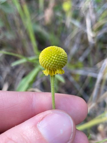 Helenium puberulum, photograph 4