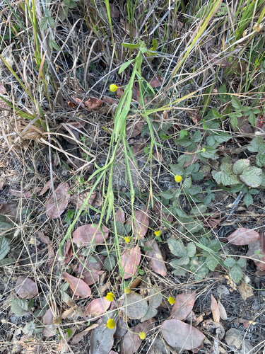 Helenium puberulum, photograph 6