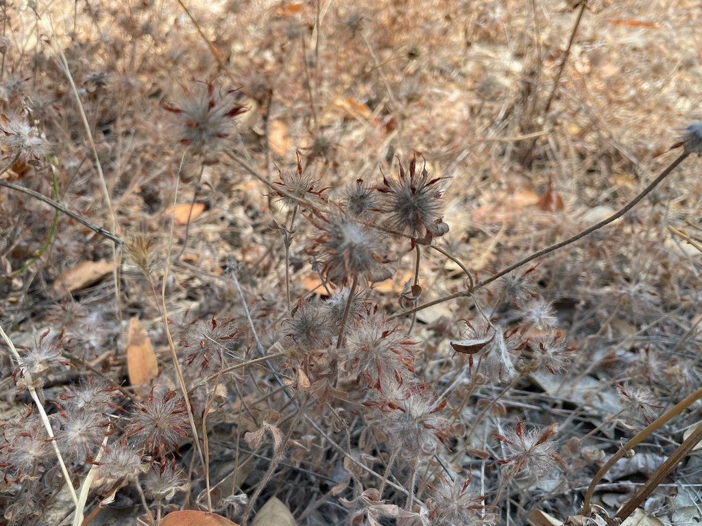 Trifolium hirtum; photograph author not stated, no rights reserved