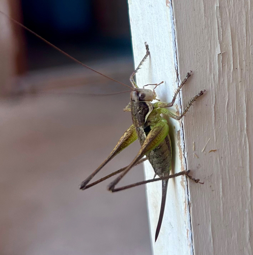 Graceful Bush-cricket