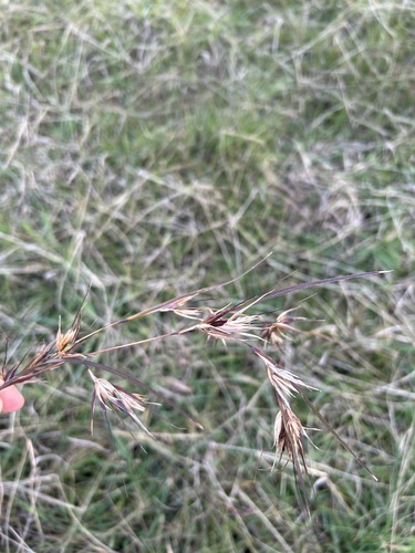 Kangaroo Grass