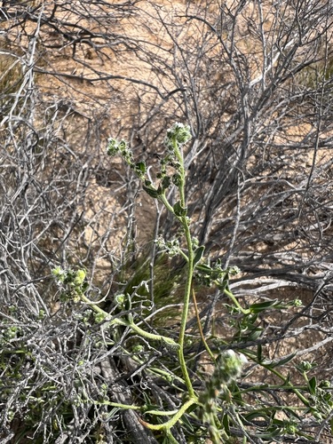 Cryptantha dumetorum observed 2026-02-28
