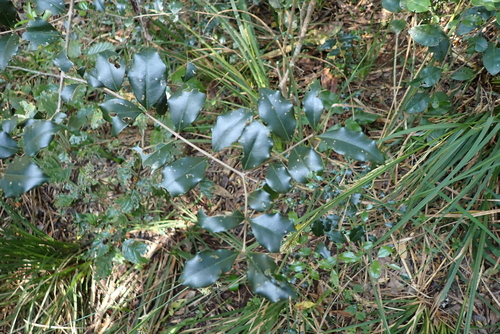 Olinia ventosa, photograph 1