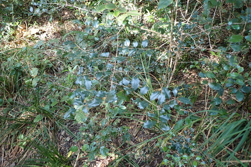 Olinia ventosa