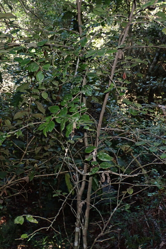 Diospyros whyteana, photograph 5