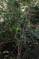 Diospyros whyteana, photograph (c) Karen Eichholz, some rights reserved (CC BY)