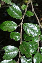 Diospyros whyteana, photograph (c) Karen Eichholz, some rights reserved (CC BY)