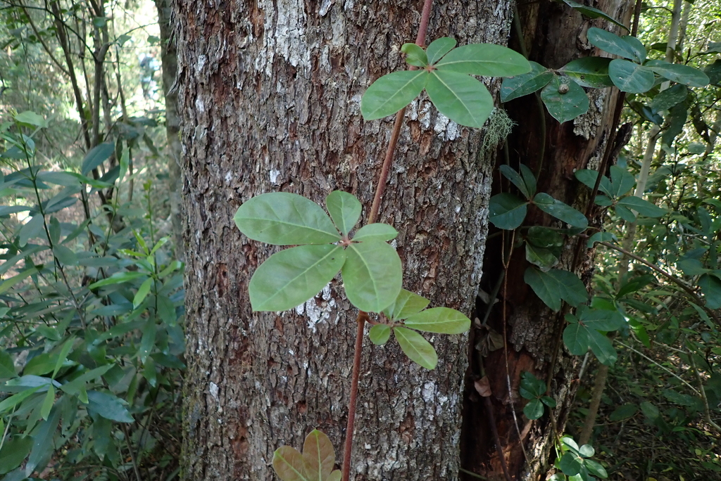Rhoicissus digitata; photograph (c) Karen Eichholz, some rights reserved (CC BY)