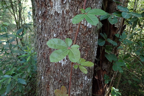 Rhoicissus digitata