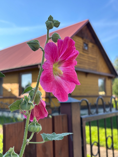 Hollyhock