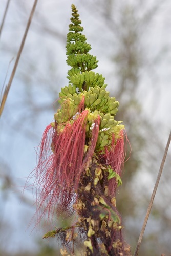 Calliandra calothyrsus