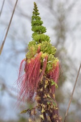 Calliandra houstoniana calothyrsus
