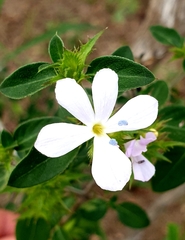 Barleria saxatilis