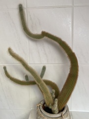 Cleistocactus strausii