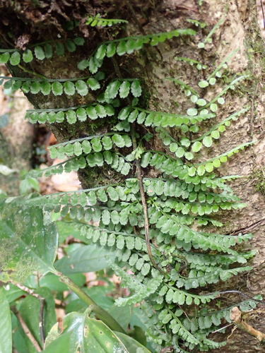 Teratophyllum observed 2026-08-10