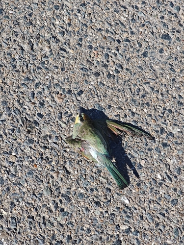 European Bee-eater