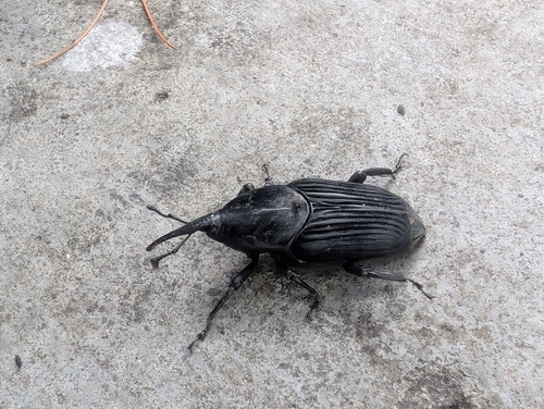 South American Palm Weevil photo 5