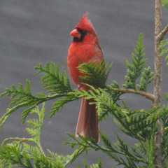 Cardinalis cardinalis