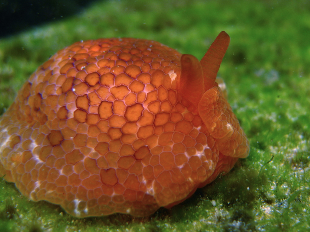 Peron's side-gilled sea slug