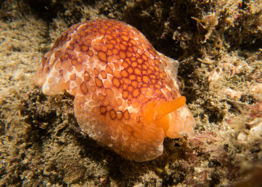 Peron's Pleurobranch