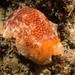 培倫側鰓海蛞蝓 - Photo (c) John Turnbull，保留部份權利CC BY-NC-SA