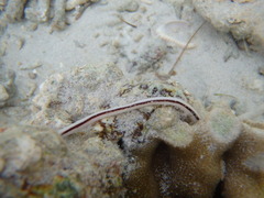 Baseodiscus hemprichii