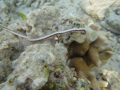 Baseodiscus hemprichii