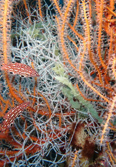 Melithaea