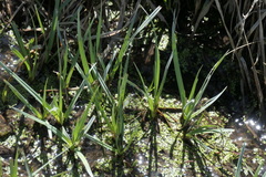 Carex nebrascensis