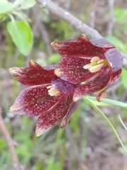 Fritillaria meleagroides