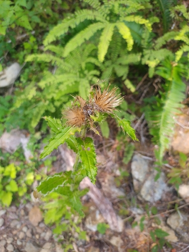 Cirsium brevistylum, photograph 3