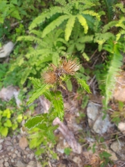Cirsium brevistylum, photograph author not stated, no rights reserved