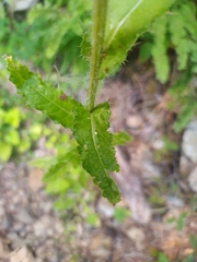 Cirsium brevistylum, photograph author not stated, no rights reserved