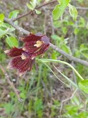 Fritillaria meleagroides