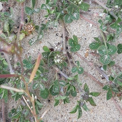 Trifolium scabrum