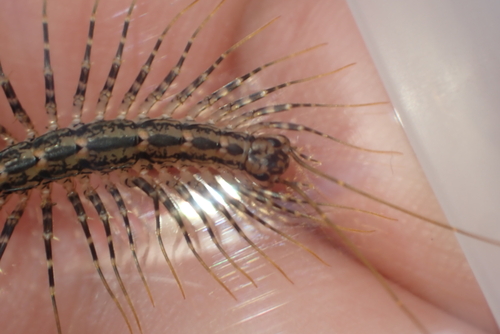 Australian House Centipede