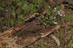 Stellaria pubera
