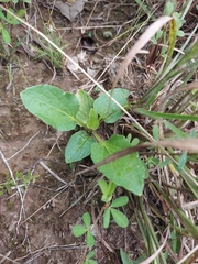Viola sagittata, photograph author not stated, no rights reserved