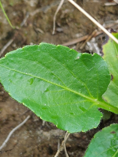 Viola sagittata, photograph 2