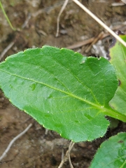 Viola sagittata, photograph author not stated, no rights reserved