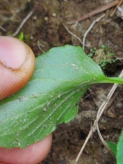 Viola sagittata, photograph author not stated, no rights reserved