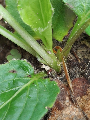 Viola sagittata, photograph 4