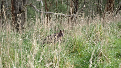 Swamp Wallaby