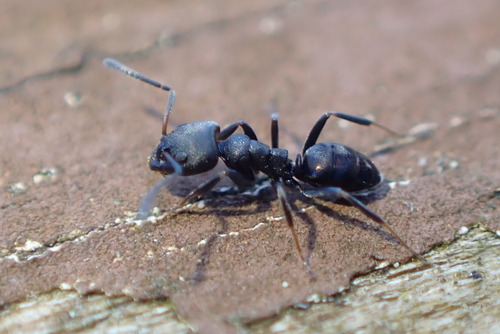 Ochetellus punctatissimus