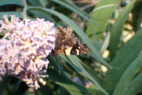 Yellow Admiral