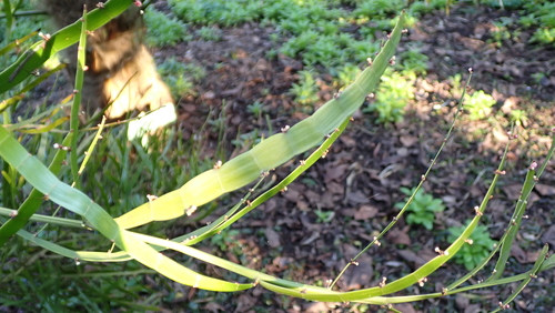 tapeworm plant